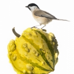 MÃ©sange nonnette - Poecile palustris - Marsh Tit