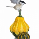 MÃ©sange nonnette - Poecile palustris - Marsh Tit