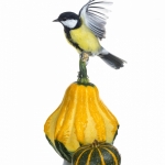 MÃ©sange charbonniÃ¨re - Parus major - Great Tit