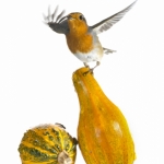 Rougegorge familier -  Erithacus rubecula - European Robin