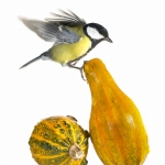 MÃ©sange charbonniÃ¨re - Parus major - Great Tit