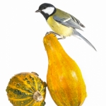 MÃ©sange charbonniÃ¨re - Parus major - Great Tit