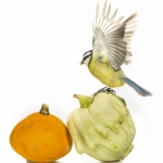 MÃ©sange bleue - Cyanistes caeruleus - Eurasian Blue Tit