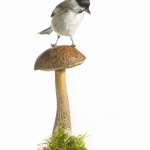 MÃ©sange nonnette - Poecile palustris - Marsh Tit