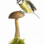 MÃ©sange bleue - Cyanistes caeruleus - Eurasian Blue Tit