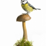 MÃ©sange bleue - Cyanistes caeruleus - Eurasian Blue Tit