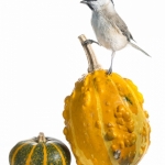 MÃ©sange nonnette - Poecile palustris - Marsh Tit