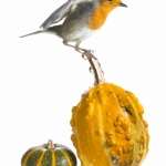 Rougegorge familier -  Erithacus rubecula - European Robin