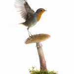 Rougegorge familier -  Erithacus rubecula - European Robin