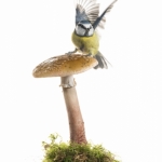 MÃ©sange bleue - Cyanistes caeruleus - Eurasian Blue Tit