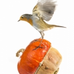 Rougegorge familier -  Erithacus rubecula - European Robin