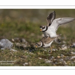 Accouplement de grands gravelots (Charadrius hiaticula)