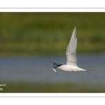 Sterne caugek (Thalasseus sandvicensis - Sandwich Tern)