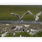 Sterne caugek (Thalasseus sandvicensis - Sandwich Tern)