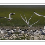 Sterne caugek (Thalasseus sandvicensis - Sandwich Tern)