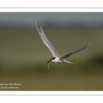 Sterne caugek (Thalasseus sandvicensis - Sandwich Tern)