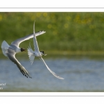 Sterne caugek (Thalasseus sandvicensis - Sandwich Tern)