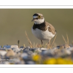 Petit Gravelot - Charadrius dubius - Little Ringed Plover