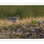 Petit Gravelot - Charadrius dubius - Little Ringed Plover