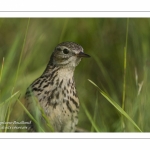 Pipit farlouse - Anthus pratensis - Meadow Pipit