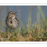 Pipit farlouse - Anthus pratensis - Meadow Pipit