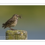 Pipit farlouse - Anthus pratensis - Meadow Pipit