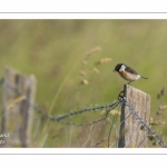 Tarier pâtre - Saxicola rubicola - European Stonechat