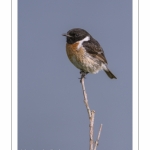 Tarier pâtre - Saxicola rubicola - European Stonechat