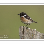 Tarier pâtre - Saxicola rubicola - European Stonechat