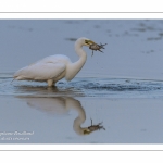 Grande Aigrette (Ardea alba - Great Egret)