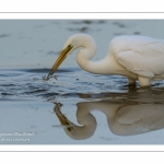 Grande Aigrette (Ardea alba - Great Egret)