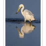 Grande Aigrette (Ardea alba - Great Egret)