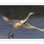 Grande Aigrette (Ardea alba - Great Egret)