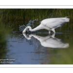 Grande Aigrette (Ardea alba - Great Egret)