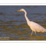 Grande Aigrette (Ardea alba - Great Egret)