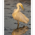 Grande Aigrette (Ardea alba - Great Egret)