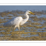 Grande Aigrette (Ardea alba - Great Egret)