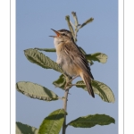 Phragmite des joncs (Acrocephalus schoenobaenus - Sedge Warbler)  en train de chanter perché sur une branche. Saison : été - Lieu : Marais du Crotoy, Le Crotoy, Baie de Somme, Somme, Picardie, Hauts-de-France, France - Phragmite rushes (Acrocephalus schoenobaenus - Sedge Warbler) singing perched on a branch. Season: summer - Place: Crotoy marsh, Le Crotoy, Somme, Somme, Picardy, Hauts-de-France, France