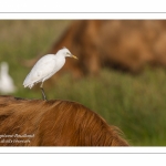 Héron garde-boeufs (Bubulcus ibis - Western Cattle Egret)