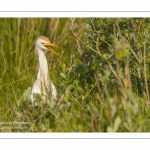 Héron garde-boeufs (Bubulcus ibis - Western Cattle Egret)