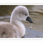 Cygneau - Cygnon - Cygne tuberculé (Cygnus olor - Mute Swan)