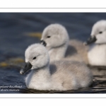 Cygneau - Cygnon - Cygne tuberculé (Cygnus olor - Mute Swan)