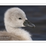 Cygneau - Cygnon - Cygne tuberculé (Cygnus olor - Mute Swan)