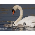 Famille de Cygne tuberculé (Cygnus olor - Mute Swan)