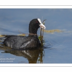 Foulque macroule (Fulica atra - Eurasian Coot)