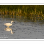 Aigrette garzette (Egretta garzetta - Little Egret)