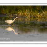 Aigrette garzette (Egretta garzetta - Little Egret)