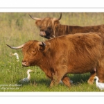 Vaches Highland Cattle (écossaises) pour l'entretien du marais