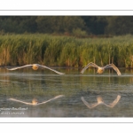 Cygne tuberculé (Cygnus olor - Mute Swan)