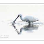 Spatule blanche - (Platalea leucorodia - Eurasian Spoonbill)